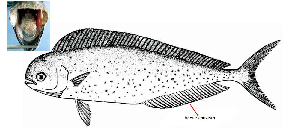 Coryphaena equiselis_01.jpg